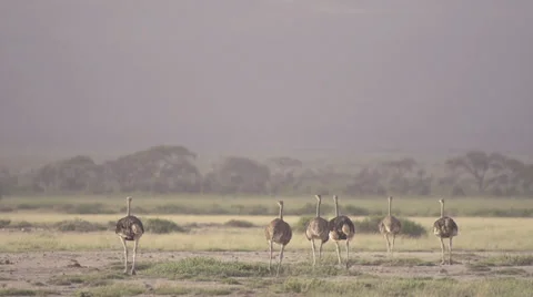 Ostriches walking away Stock Footage 33532448