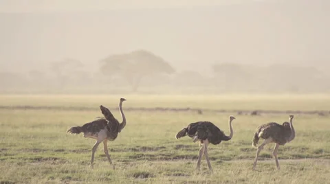 Ostriches walking Stock Footage 33531986