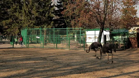 Ostriches walking Stock Footage 47565029