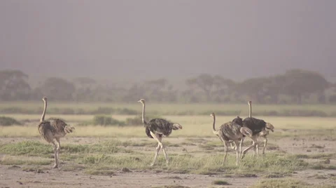 Ostriches walking at sunrise Stock Footage 33532425