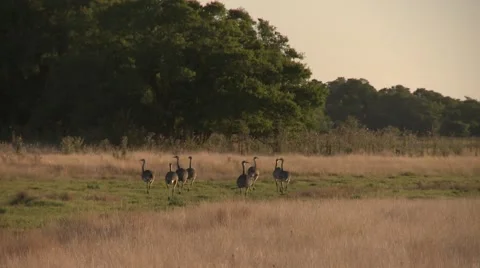 Ostriches walking through the grasslands with trees background Video stock 64971485