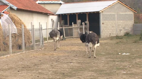 Ostriches in the yard Stock Footage 35716512