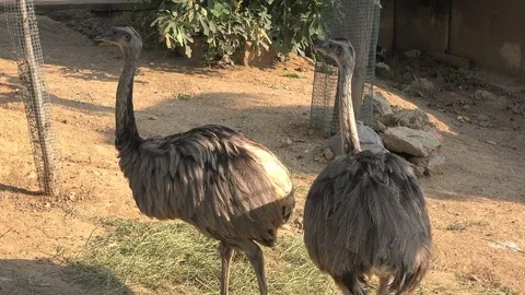 Ostriches in the zoo Stock Footage 79733344