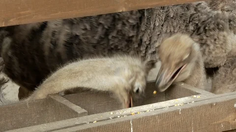 Ostriches in the zoo. Stock Footage 80221780