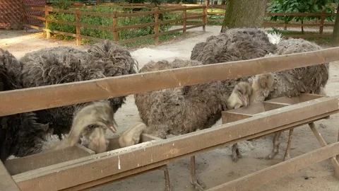 Ostriches in the zoo. Stock Footage 80283285