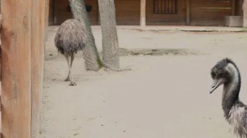 Ostriches in zoo Stock Footage 170184013