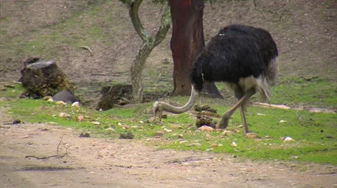 Ostrich.mp4 Video stock 25230161