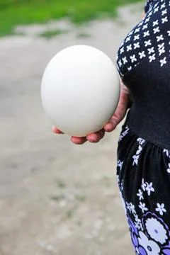Ostrich's egg Stock Photos