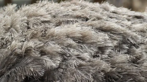 Ostrich's fur. Stock Footage 36306327