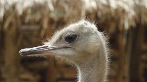 Ostrich's head. Stock Footage 36302887