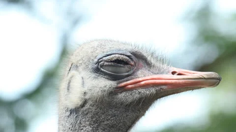 Ostrich's head. Stock Footage 36305752