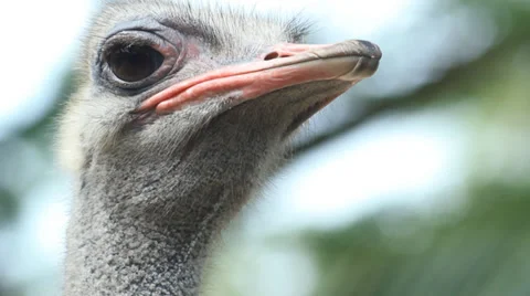 Ostrich's head. Stock Footage 36307304