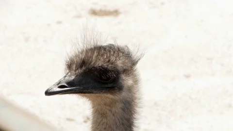 The ostrich's head peeks out and then hides behind the fence Stock Footage 118972340
