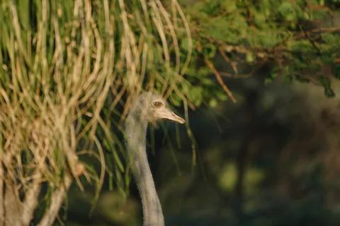 Ostrich's heads at sunset light in Namibia Stock Photos