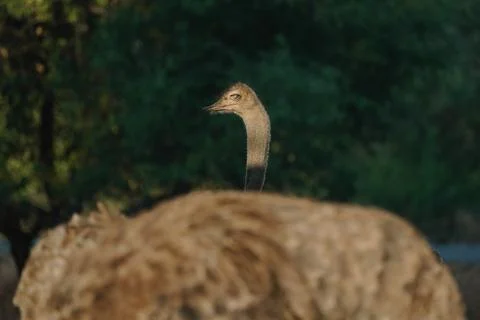 Ostrich's heads at sunset light in Namibia Foto stock