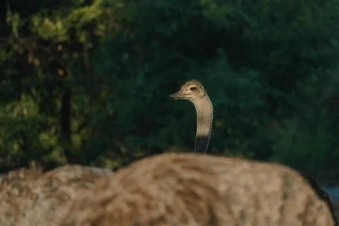 Ostrich's heads at sunset light in Namibia Stock Photos