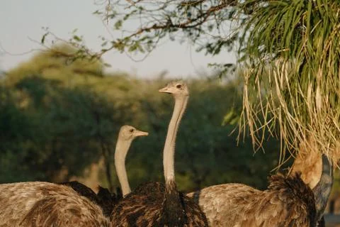Ostrich's heads at sunset light in Namibia Foto stock
