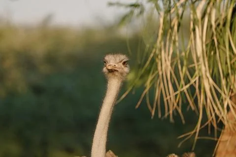 Ostrich's heads at sunset light in Namibia Stock Photos