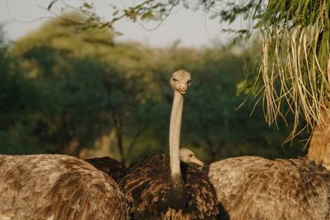Ostrich's heads at sunset light in Namibia Stock Photos
