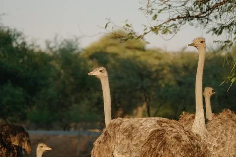 Ostrich's heads at sunset light in Namibia Foto stock