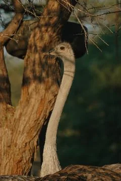 Ostrich's heads at sunset light in Namibia Stock-Fotos