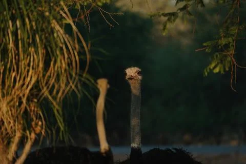 Ostrich's heads at sunset light in Namibia Foto stock