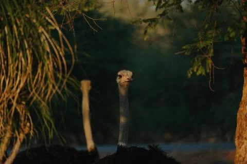 Ostrich's heads at sunset light in Namibia Foto stock