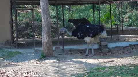 The Ostrich’s Unique Eating Perspective Stock Footage 313566231