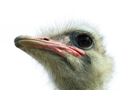 Ostrich(struthio camelus camelus) Stock Photos