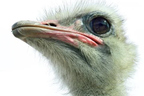 Ostrich(struthio camelus camelus) Stock Photos
