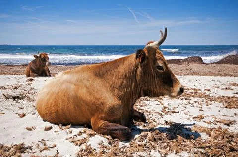 Ostriconi beach Stock Photos