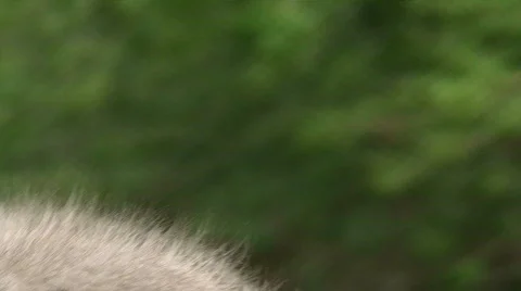 Ostridge Close Up Video stock 573063