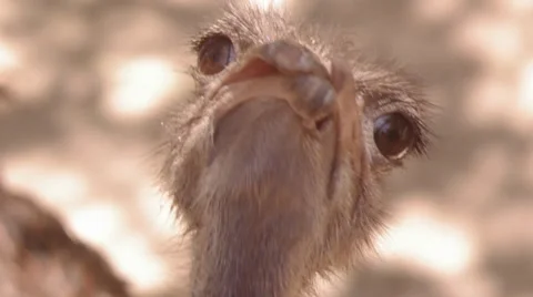 Ostridge Stock Footage 8626962