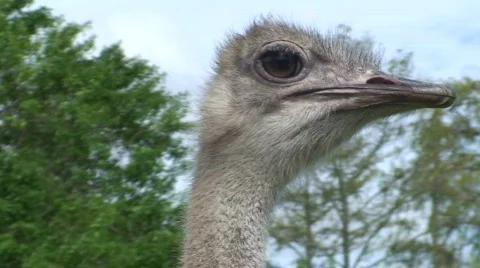 Ostridge Head Close UP Stock Footage 573097