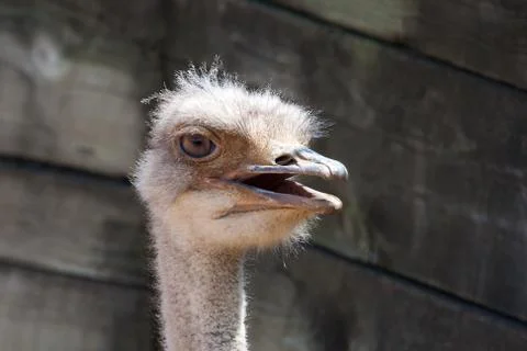 Ostridge Stock Photos