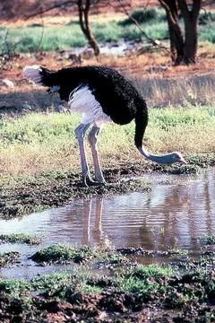 Ostridge Stock Photos