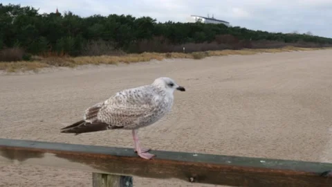 Ostsee Stock Footage 168278496