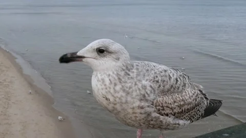 Ostsee Stock Footage 168278618