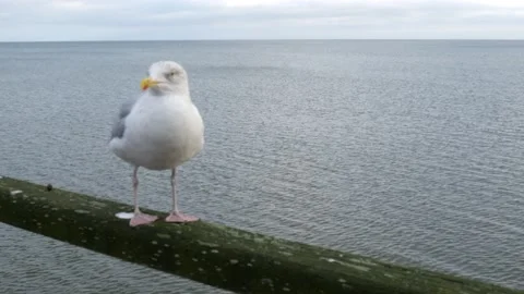 Ostsee Stock Footage 168278638