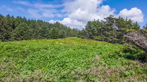 Oswald West State Park Forest and Trails 4K Footage Showcasing Coastal Rainfor Stock Footage 309285719