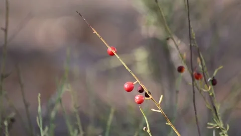 Osyris alba branch with berries Stock Footage 286331002