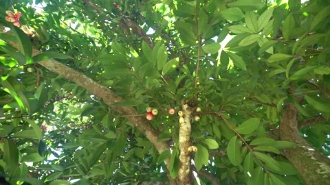 Otaheite Apple Tree (Malay apple, Malay Rose Apple ) Stock Footage 138899286