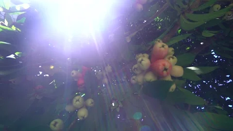 Otaheite Apple Tree (Malay apple, Malay Rose Apple ) Stock Footage 138899312