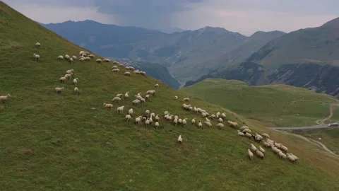 Otara sheep in the mountains with a drone Stock Footage 146050222
