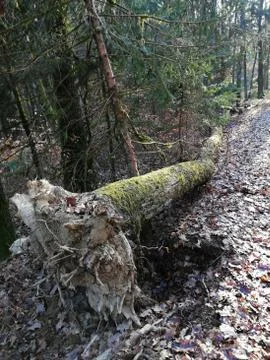 Other broken TREE     Visit  7. from 20 photos Foto stock