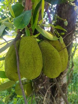The other jackfruit tree 스톡 사진