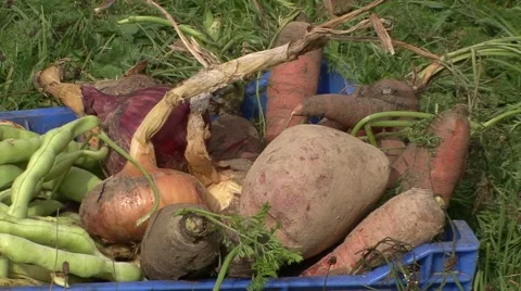 Other organic vegetables fields onions, potatoes, carrots Stock Footage 42307985