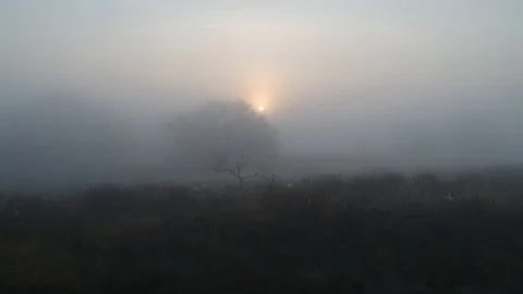 Other planet. The sun is tangled in dense fog and branches of a tree Video stock 115690872