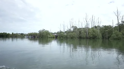 The other side of the mangrove forest Stock Footage 255869405