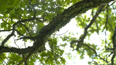 The other side of the oak tree Stock Footage 64855250